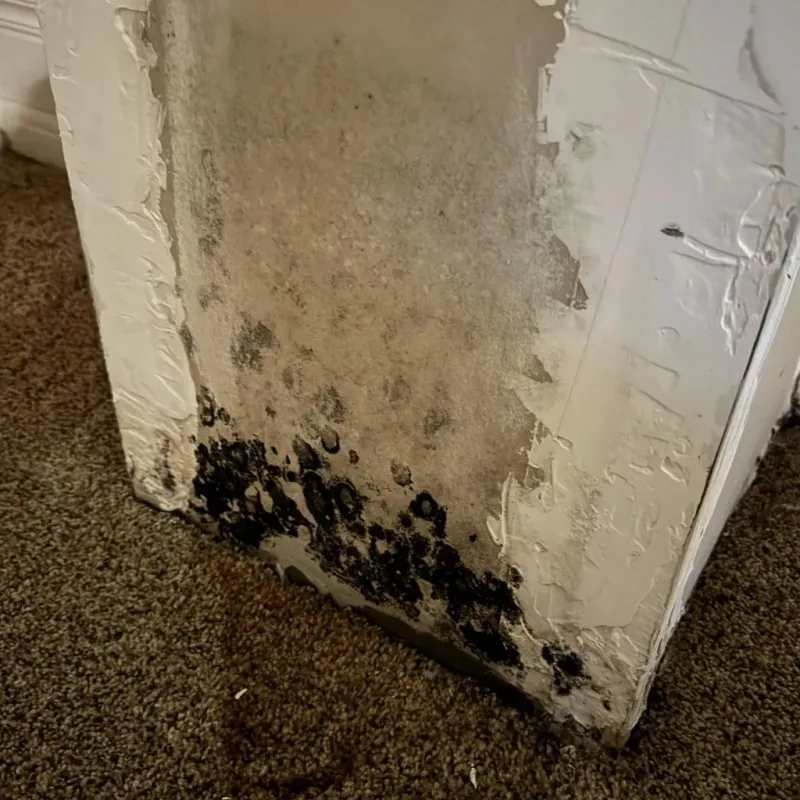Professional Mold Removal in Lincoln County, KY